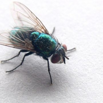 Capcana eco împotriva muştelor aplicată de localnicii din Cărpiniş