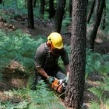 Salariu de 1200 de euro pentru drujbiştii maramureşeni pus la dispoziţie de o firmă din Austria