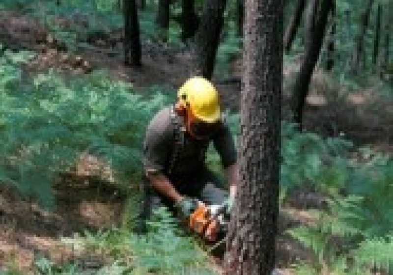 Salariu de 1200 de euro pentru drujbiştii maramureşeni pus la dispoziţie de o firmă din Austria Salariu de 1200 de euro pentru drujbiştii maramureşeni pus la dispoziţie de o firmă din Austria