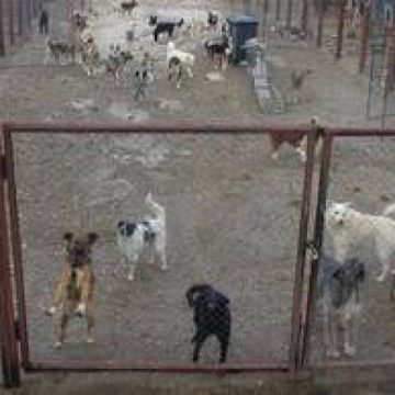 Eutanasierea maidanezilor, în sarcina primăriilor