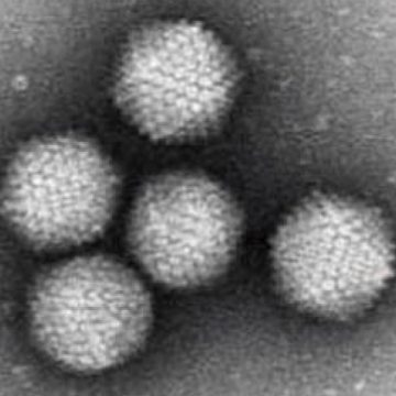 Hepatitele virale B şi C provoacă decesul a aproximativ un milion de oameni anual, în întreaga lume