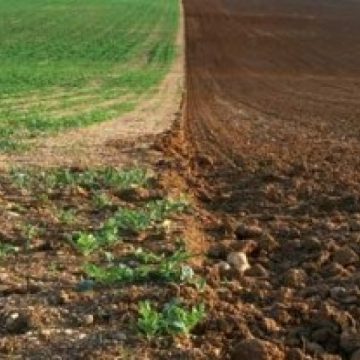 Prime pentru arendarea terenurilor agricole Prime pentru arendarea terenurilor agricole