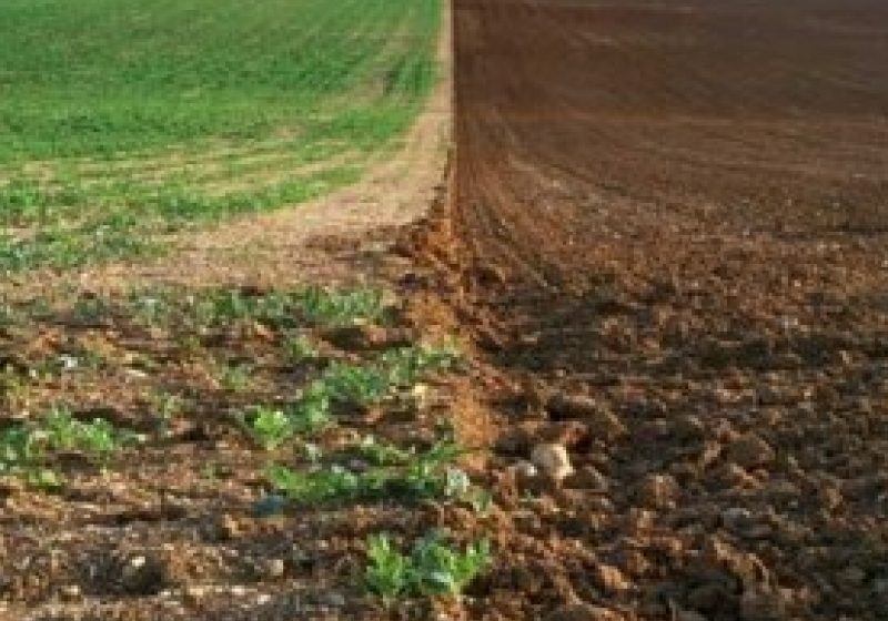Prime pentru arendarea terenurilor agricole