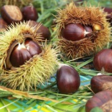 Peste 15 000 de persoane sunt aşteptate la Sărbătoarea Castanelor Peste 15 000 de persoane sunt aşteptate la Sărbătoarea Castanelor