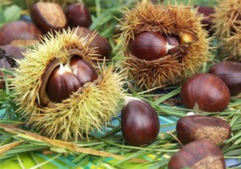 Peste 15 000 de persoane sunt aşteptate la Sărbătoarea Castanelor Peste 15 000 de persoane sunt aşteptate la Sărbătoarea Castanelor