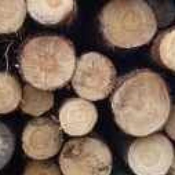 Structurile abilitate au elaborat şi pus în aplicare Planul Comun de Acţiune „SCUTUL PĂDURII 2011" Structurile abilitate au elaborat şi pus în aplicare Planul Comun de Acţiune „SCUTUL PĂDURII 2011"