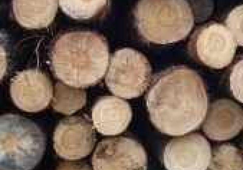 Structurile abilitate  au elaborat şi pus în aplicare Planul Comun de Acţiune „SCUTUL PĂDURII 2011"