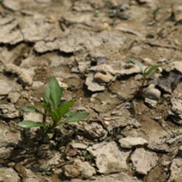 Sighet: Seceta dă bătăi de cap sighetenilor Sighet: Seceta dă bătăi de cap sighetenilor