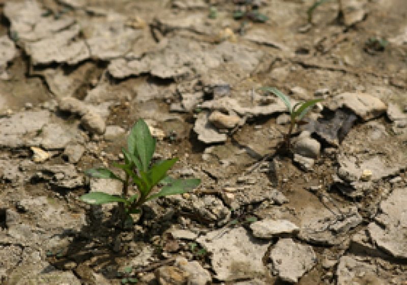 Sighet: Seceta dă bătăi de cap sighetenilor