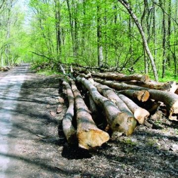 Maramureş: Poliţia derulează acţiuni ample pentru combaterea tăierilor ilegale de arbori Maramureş: Poliţia derulează acţiuni ample pentru combaterea tăierilor ilegale de arbori