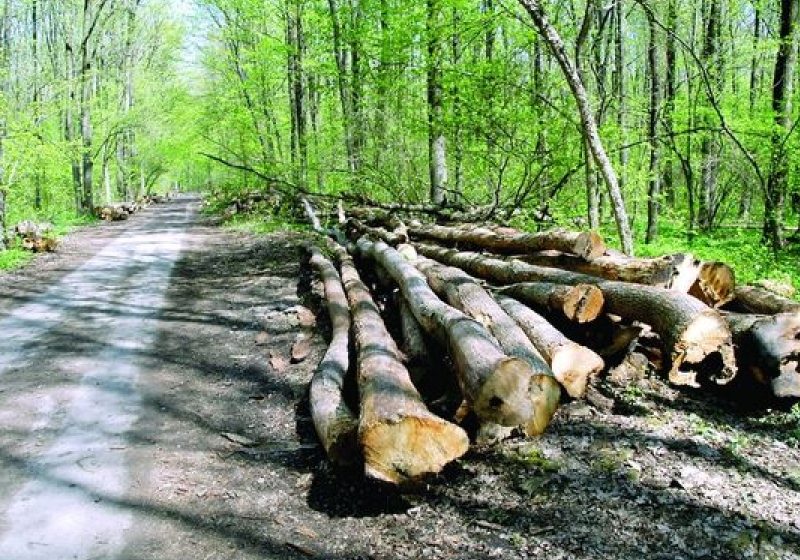 Maramureş: Poliţia derulează acţiuni ample pentru combaterea tăierilor ilegale de arbori