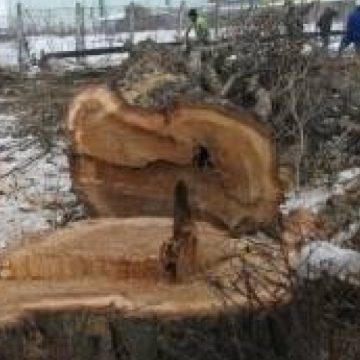 Tăieri ilegale de arbori şi furturi de material lemnos depistate de către poliţiştii maramureşeni