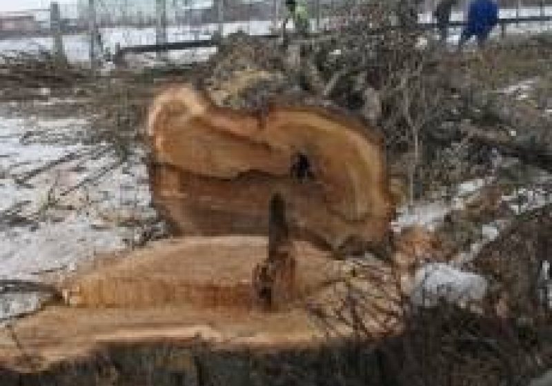 Tăieri ilegale de arbori şi furturi de material lemnos depistate de către poliţiştii maramureşeni
