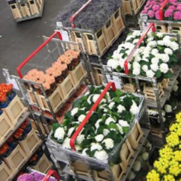 Transporturi de seminţe şi flori din Olanda, verificate în toată ţara. Analizele preliminare au relevat existenţa unei bacterii periculoase Transporturi de seminţe şi flori din Olanda, verificate în toată ţara. Analizele preliminare au relevat existenţa unei bacterii periculoase