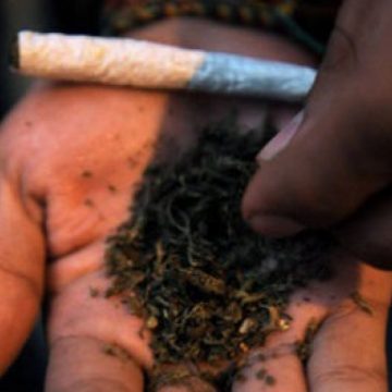 Un consum semnificativ de etnobotanice se înregistrează la copiii de până în 15 ani