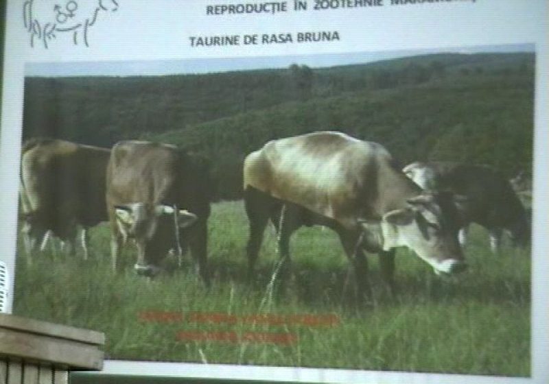 Baia Mare: Subprefectul de Maramureş propune o secţie de Zootehnie la Universitatea de Nord