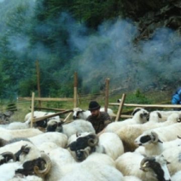 Intriga din "Mioriţa"actuală …agresiunile dintre ciobani continuă pe plaiurile maramureşene