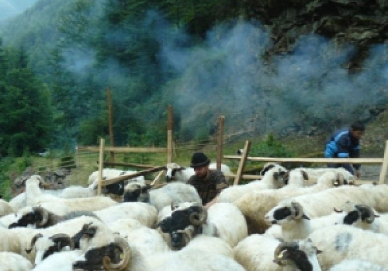 Intriga din "Mioriţa"actuală …agresiunile dintre ciobani continuă pe plaiurile maramureşene