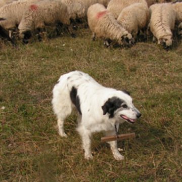 Câinii ciobăneşti de la o stână din Văleni, un adevărat pericol pentru localnici Câinii ciobăneşti de la o stână din Văleni, un adevărat pericol pentru localnici