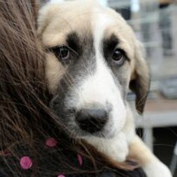 Votul la legea privind câinii fără stăpân a fost amânat
