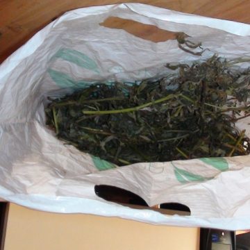 TRAFIC DE CANNABIS ÎN BAIA MARE: Un tânăr este reţinut pentru trafic de droguri şi alţi doi minori sunt cercetaţi în stare de libertate
