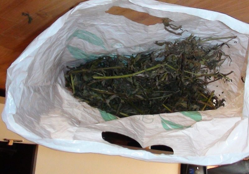 TRAFIC DE CANNABIS ÎN BAIA MARE: Un tânăr este reţinut pentru trafic de droguri şi alţi doi minori sunt cercetaţi în stare de libertate