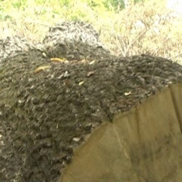 SIGHET: Emblema oraşului sculptată în lemn alături de o echipă de voluntari