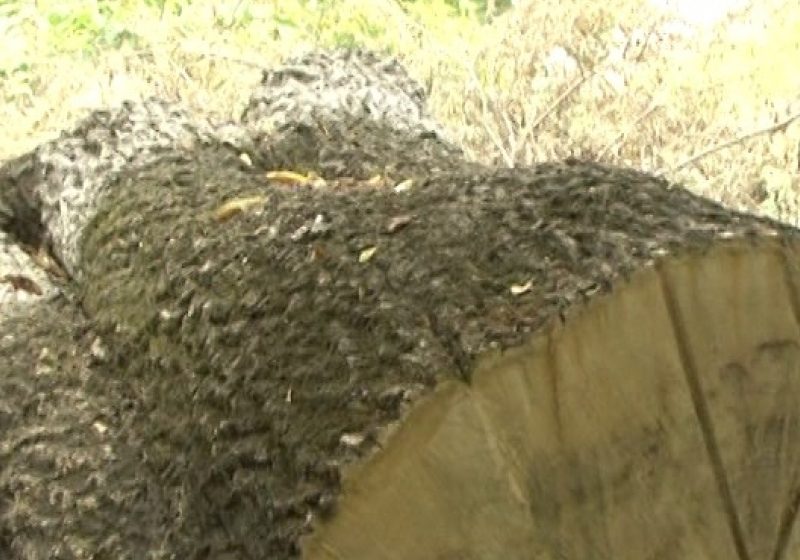 SIGHET: Emblema oraşului sculptată în lemn alături de o echipă de voluntari SIGHET: Emblema oraşului sculptată în lemn alături de o echipă de voluntari