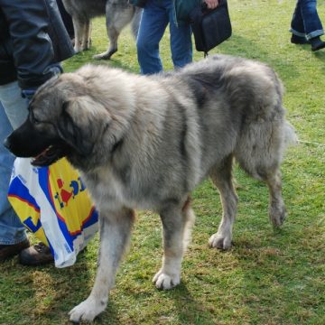 Baia Mare: Expoziţia canină a distrus gazonul stadionului municipal. Vezi FOTO Baia Mare: Expoziţia canină a distrus gazonul stadionului municipal. Vezi FOTO