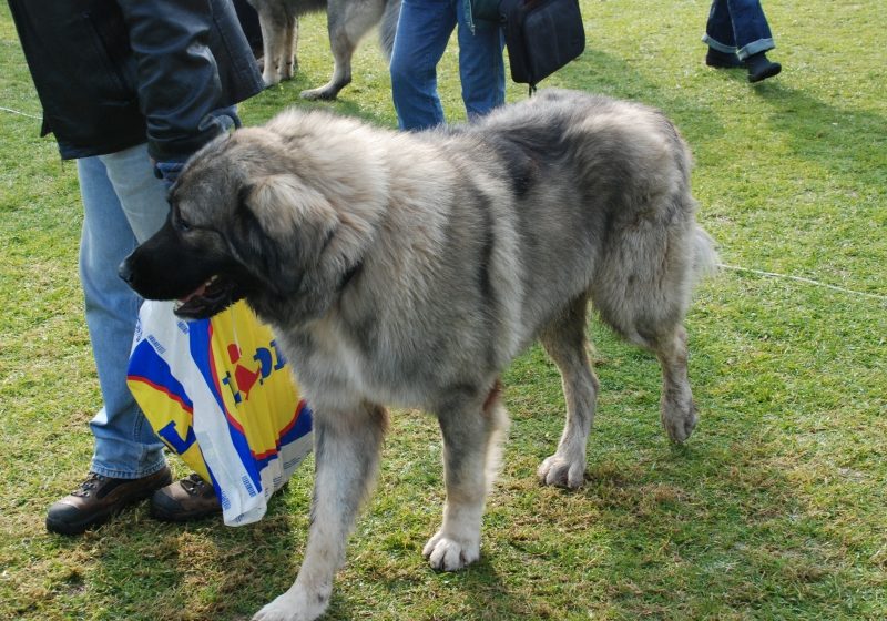 Baia Mare: Expoziţia canină a distrus gazonul stadionului municipal. Vezi FOTO