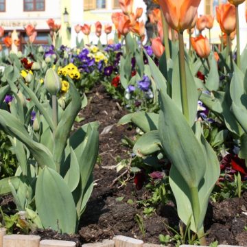SIGHET: Statistică ruşinoasă: aproximativ jumatate din florile care au fost plantate si cumparate din banii publici au fost furate de  cetateni