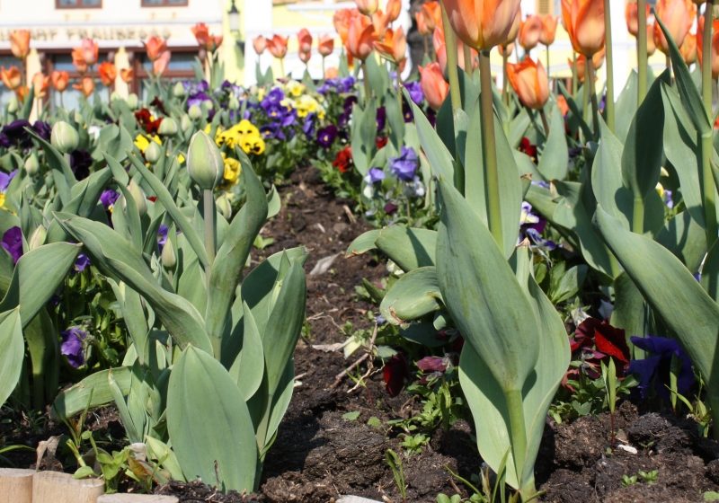 SIGHET: Statistică ruşinoasă: aproximativ jumatate din florile care au fost plantate si cumparate din banii publici au fost furate de  cetateni