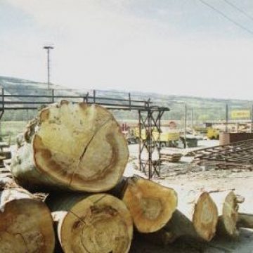 La furat de lemne în apropierea localităţii Ardusat La furat de lemne în apropierea localităţii Ardusat