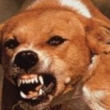 SIGHET: Lăsaţi să moară de foame SIGHET: Lăsaţi să moară de foame