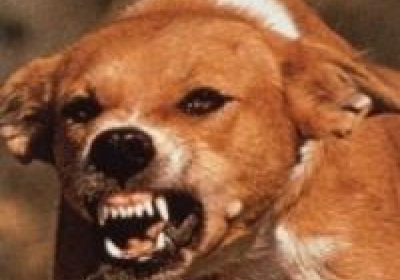 SIGHET: Lăsaţi să moară de foame SIGHET: Lăsaţi să moară de foame