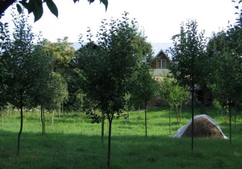 Buciumi: Cadavrul unui bărbat, descoperit într-o livadă din Buciumi Buciumi: Cadavrul unui bărbat, descoperit într-o livadă din Buciumi