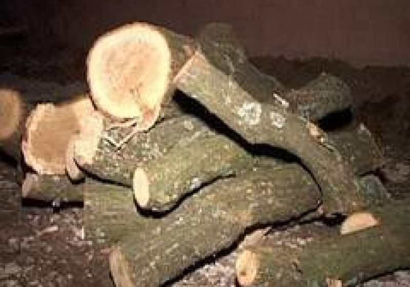 Prins cu lemnul furat în Ocna Şugatag Prins cu lemnul furat în Ocna Şugatag