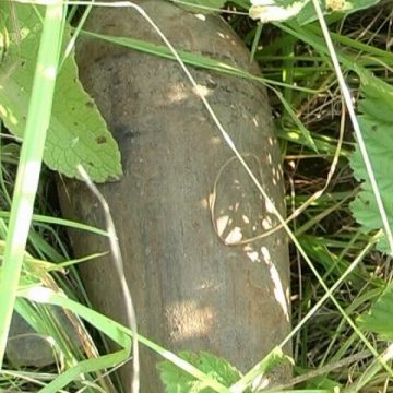 SIGHET: În timp ce umbla după ciuperci prin zona Lazu Baciului, un sighetean a găsit un proiectil în iarbă SIGHET: În timp ce umbla după ciuperci prin zona Lazu Baciului, un sighetean a găsit un proiectil în iarbă