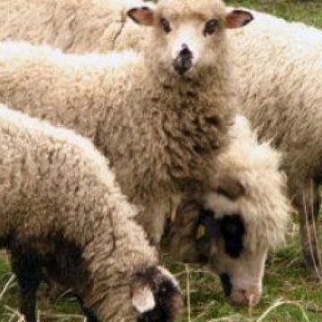 Ciobanii din Ruscova acuzati de tentativa la omor, au primit interdictia de a parasi tara pe o durata de 30 de zile Ciobanii din Ruscova acuzati de tentativa la omor, au primit interdictia de a parasi tara pe o durata de 30 de zile