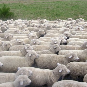 Lupii au măcelărit mai multe oi de la o stână din Rona de Sus Lupii au măcelărit mai multe oi de la o stână din Rona de Sus