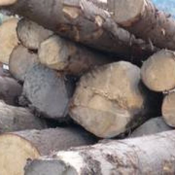 Infracţiuni de tăiere ilegală de arbori şi furt de arbori înregistrate de către poliţişti la Budeşti Infracţiuni de tăiere ilegală de arbori şi furt de arbori înregistrate de către poliţişti la Budeşti