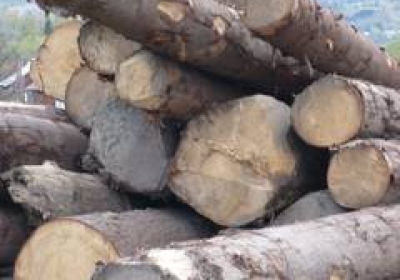 Infracţiuni de tăiere ilegală de arbori şi furt de arbori înregistrate de către poliţişti la Budeşti
