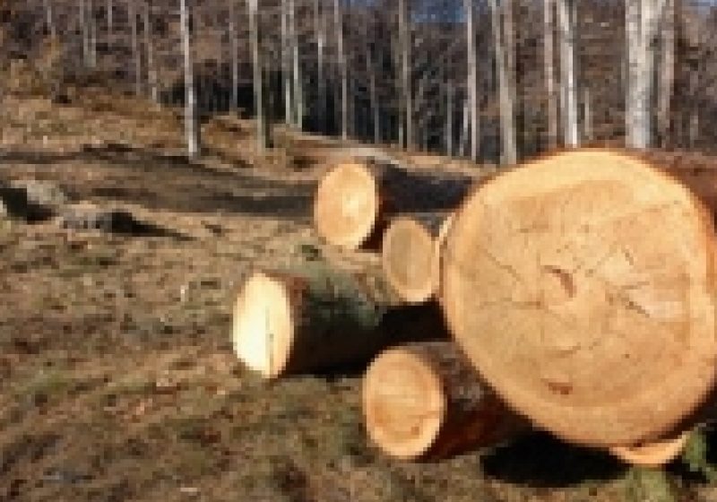 Tăiere ilegală de arbori şi furt de arbori la Sighetu Marmaţiei Tăiere ilegală de arbori şi furt de arbori la Sighetu Marmaţiei