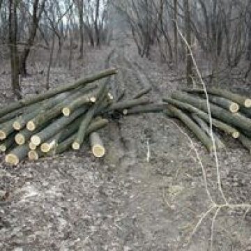 75 de copaci tăiați ilegal