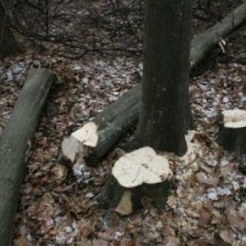 Cooperare intejudeţeană între poliţişti pentru identificarea autorilor unei tăieri ilegale de arbori şi furt de arbori din mai multe zone din Maramureş Cooperare intejudeţeană între poliţişti pentru identificarea autorilor unei tăieri ilegale de arbori şi furt de arbori din mai multe zone din Maramureş