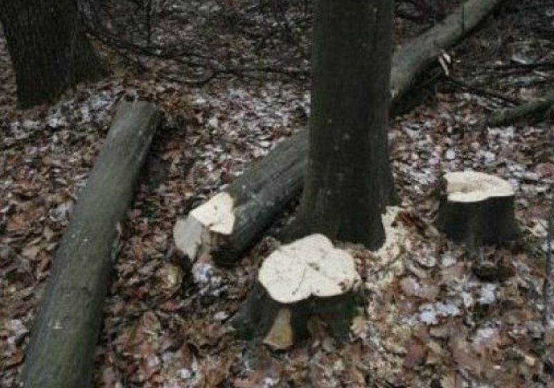 Cooperare intejudeţeană între poliţişti pentru identificarea autorilor unei tăieri ilegale de arbori şi furt de arbori din mai multe zone din Maramureş