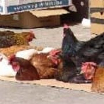 SIGHET: Târg bogat, clienţi cumpătaţi