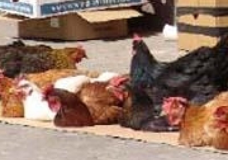 SIGHET: Târg bogat, clienţi cumpătaţi SIGHET: Târg bogat, clienţi cumpătaţi