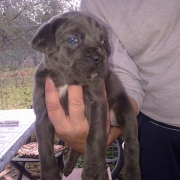 vand catei cane corso