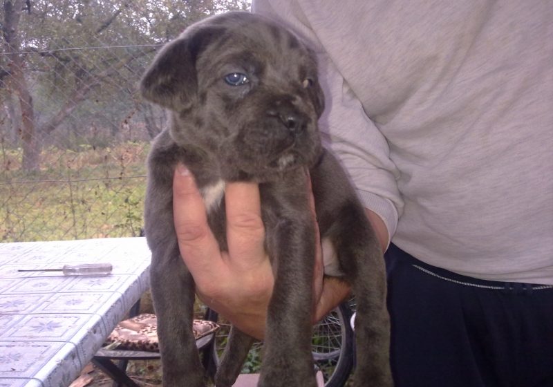 vand catei cane corso